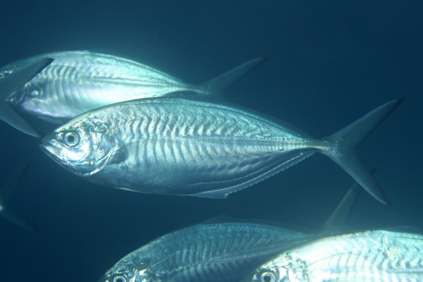 マブタシマアジ