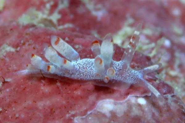 ザマミミノウミウシ