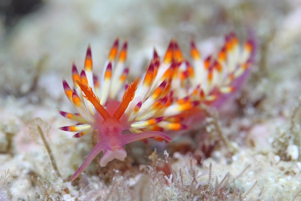 ツマベニミノウミウシ