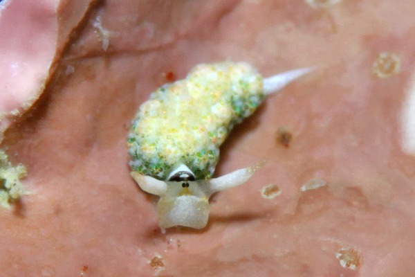 ネオンモウミウシ