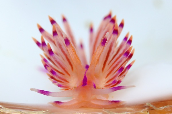 ロータスミノウミウシ