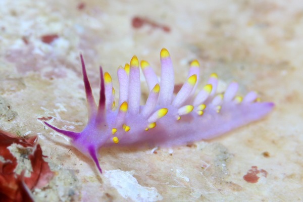 ミチヨミノウミウシ