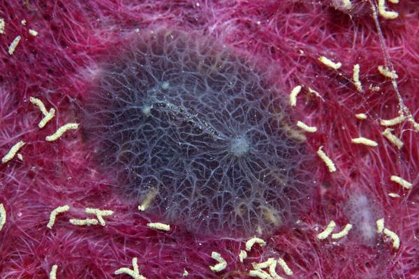 イソウミウシ属の一種