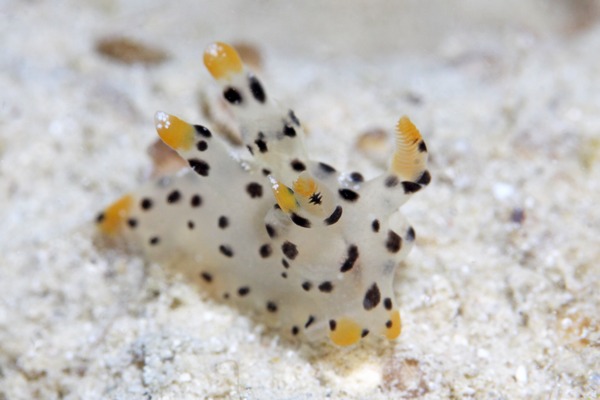 ツノザヤウミウシ