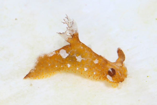 アカネヒカリウミウシ