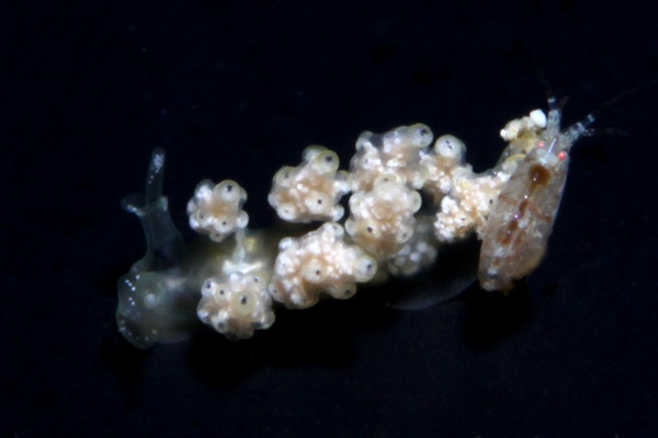 オキナワシロマツカサウミウシ