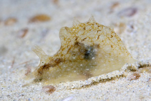 フウセンウミウシ