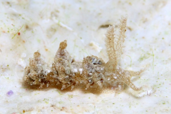 バエオリディア属の一種