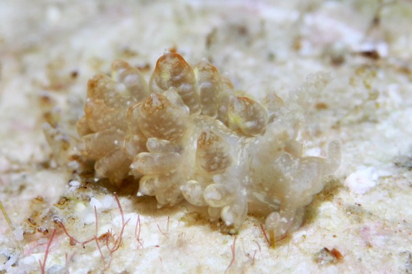 バエオリディア属の一種