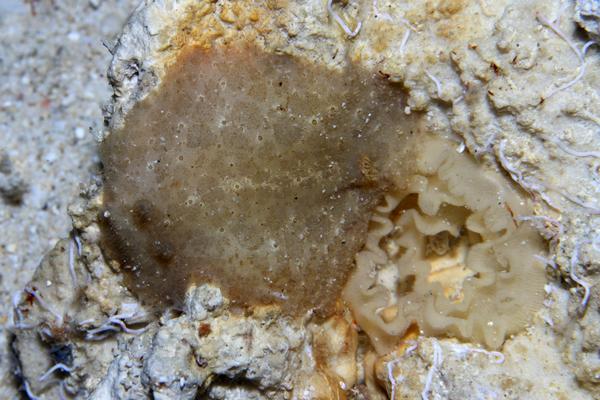 ツルガウミウシ属の一種