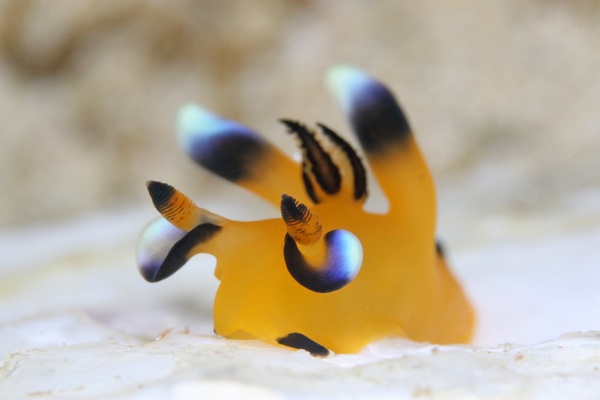 ウデフリツノザヤウミウシ