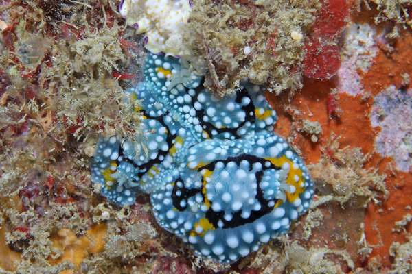 シモフリカメサンウミウシ