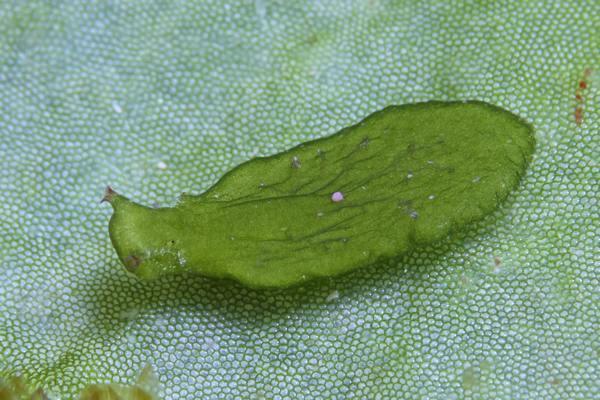 ヒラタイミドリガイ