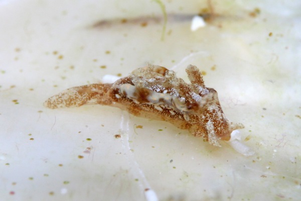 コネコウミウシ