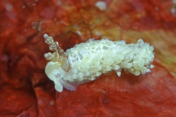 シロミノウミウシ