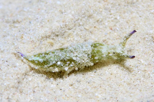 エリシア・アオタイ