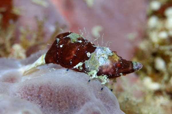 ラトレウテス・ビコルニス