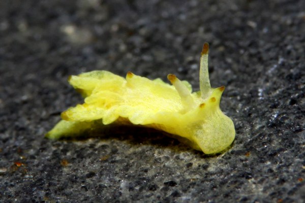 ゴニオドリデラ・ウニドンタ