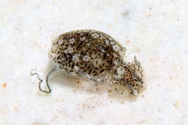 オナガブドウガイ