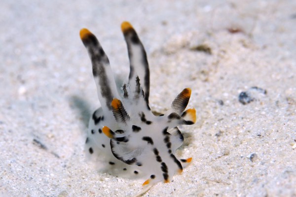 ツノザヤウミウシ