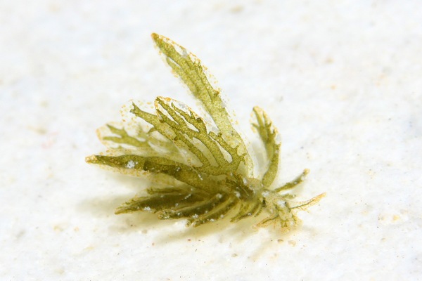 カリフィラ属の一種