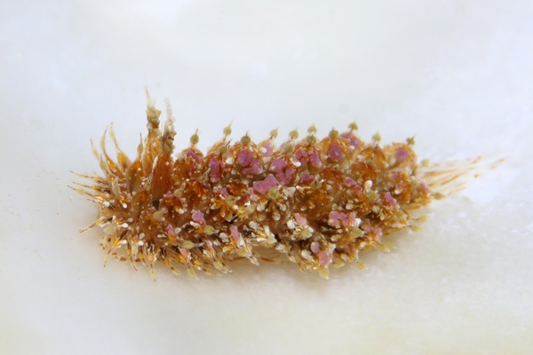 コヤナギウミウシ属の一種