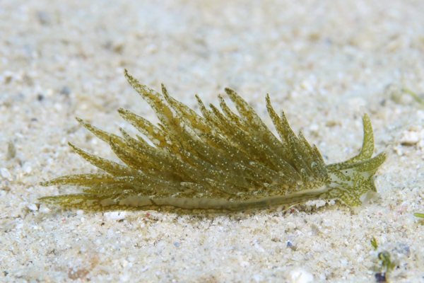 ウスミドリモウミウシ