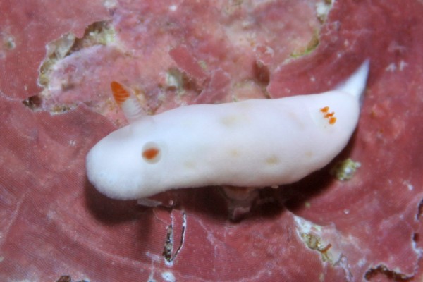 シロウサギウミウシ