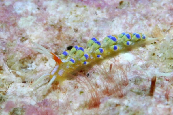 ヤマブキウミウシ