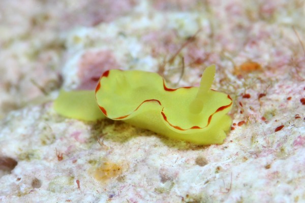 ヤマブキウミウシ