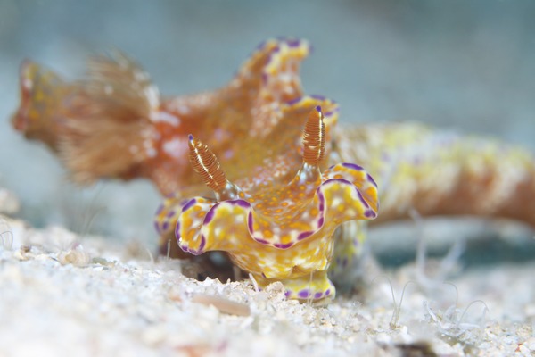 テヌウニシキウミウシ