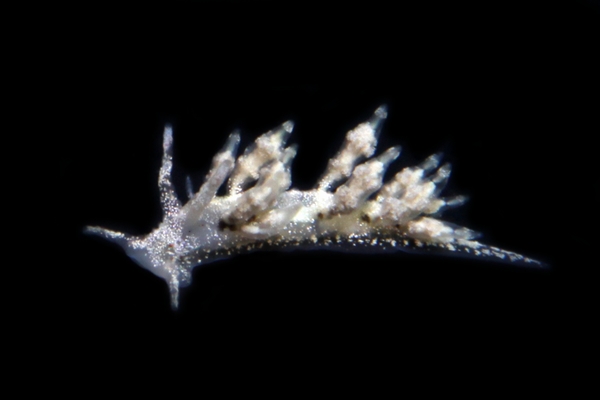 ジュズダマミノウミウシ