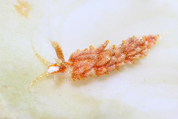 ウツセミミノウミウシ