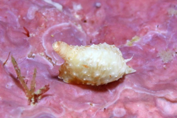 ヤマトウミコチョウ属の一種