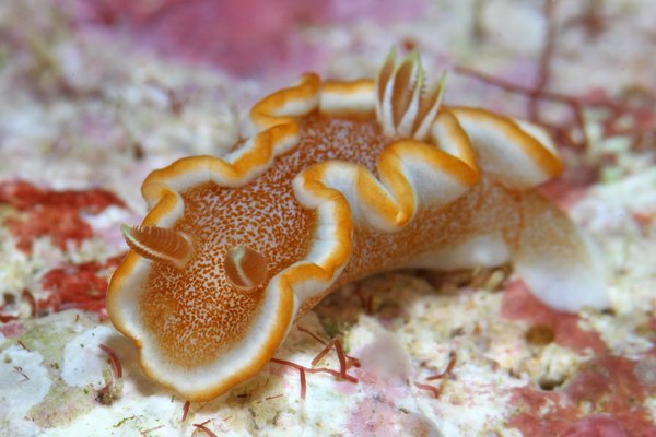 キャラメルウミウシ