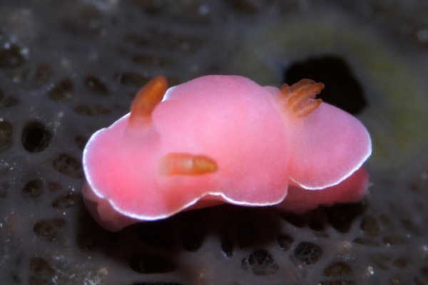 フジムスメウミウシ