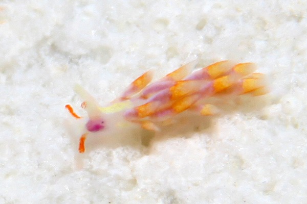 アカヒゲミノウミウシ