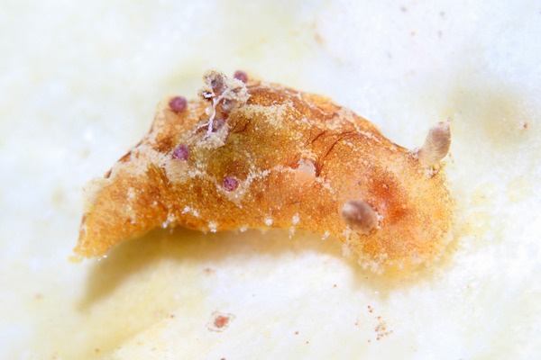 ニンジンヒカリウミウシ