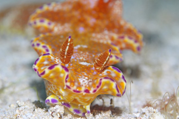 テヌウニシキウミウシ