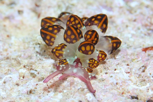 カノコウロコウミウシ