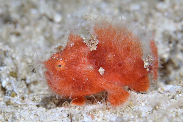 カエルアンコウ