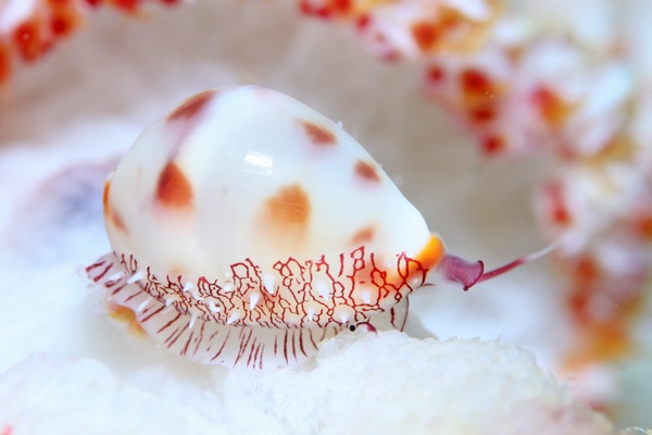 ムラクモコダマウサギ