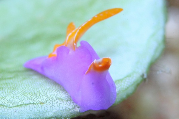 ムラサキウミコチョウ