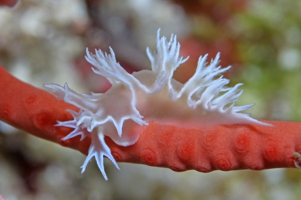 ボブホクヨウウミウシ