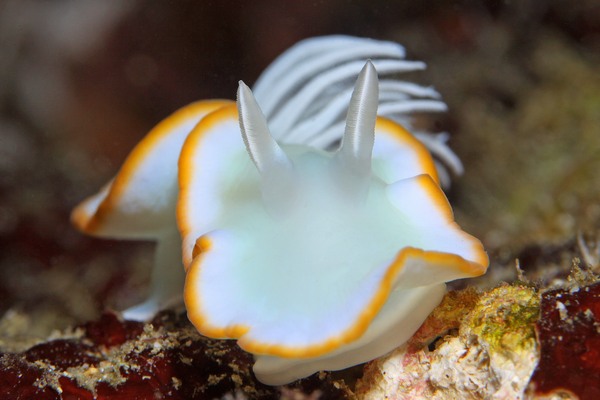 メレンゲウミウシ