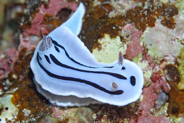 ミゾレウミウシ