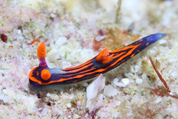 トウモンリュウグウウミウシ