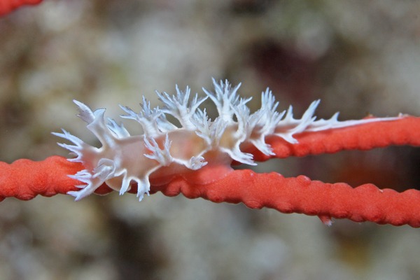 ボブホクヨウウミウシ