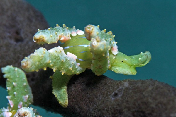 フリソデミドリガイ