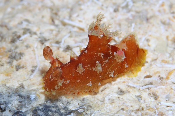 ベッコウヒカリウミウシ